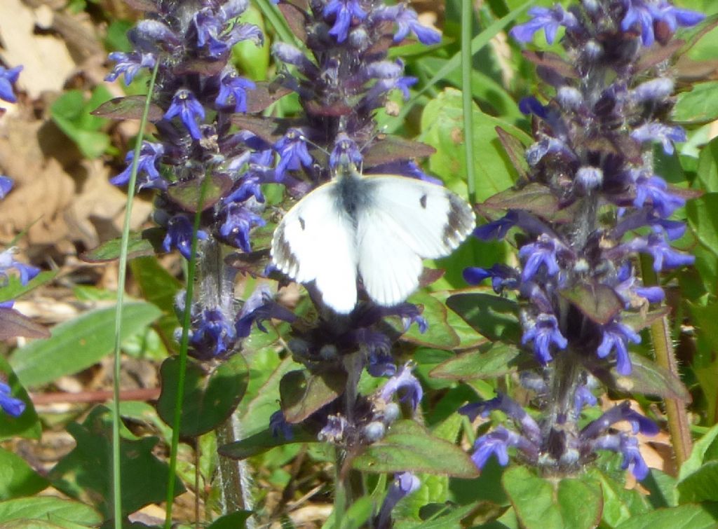 Anthocharis cardamines femmina?  S !